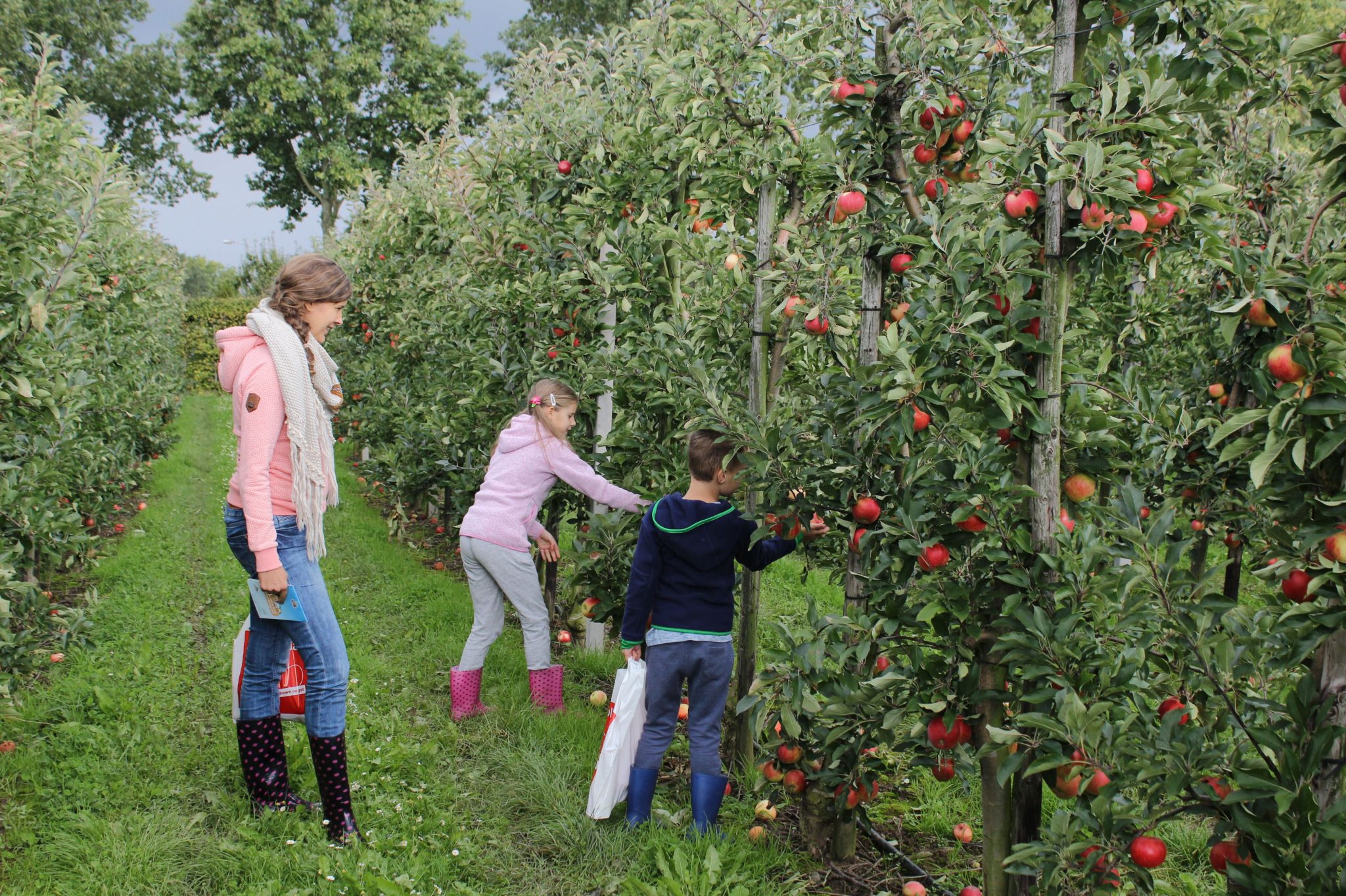 Appels plukken bij de fruitteler