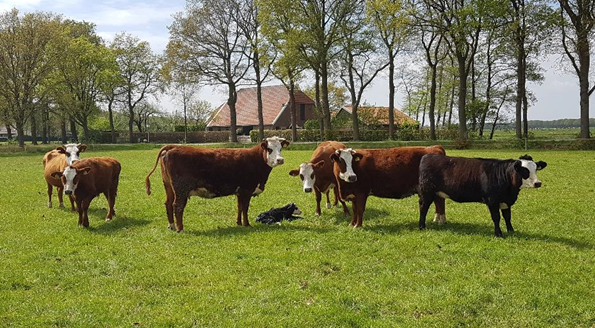 Eemstervlees