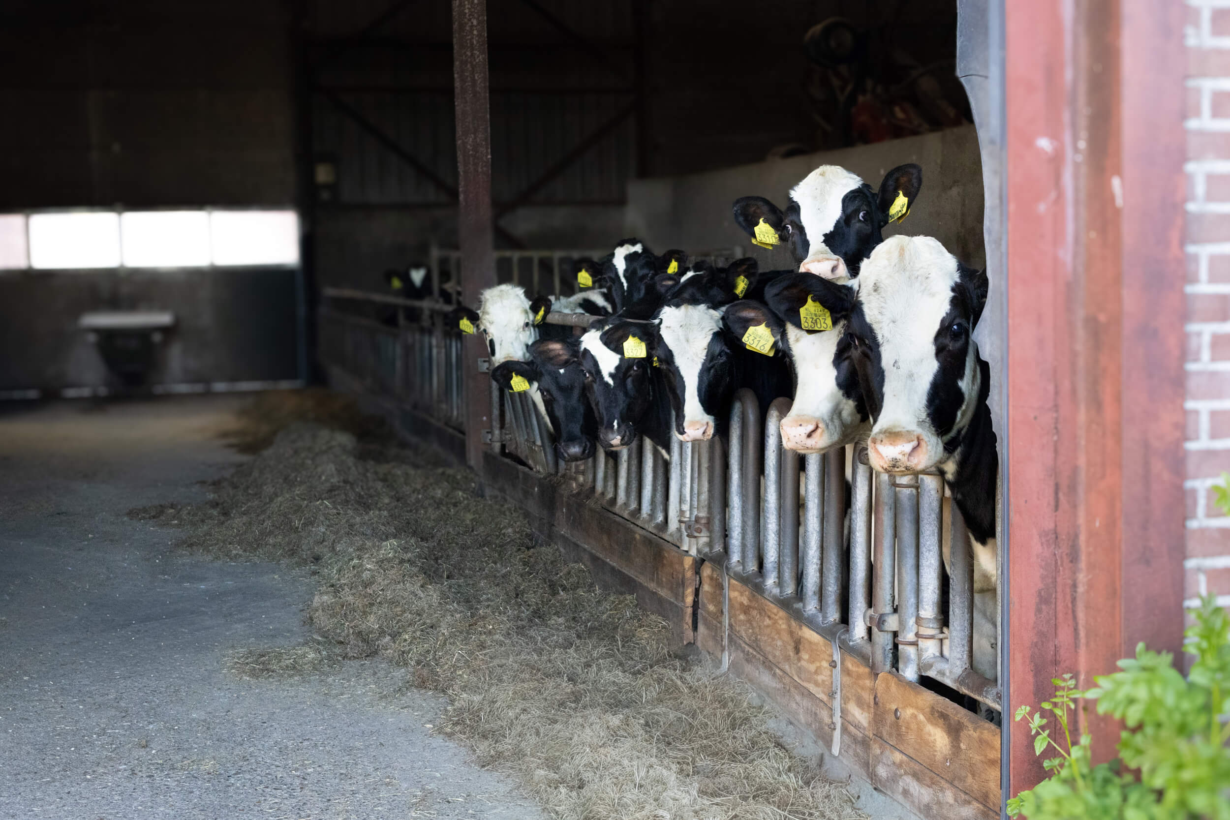 Kaasmakerij & Boerderijwinkel Het Gulden Vlies