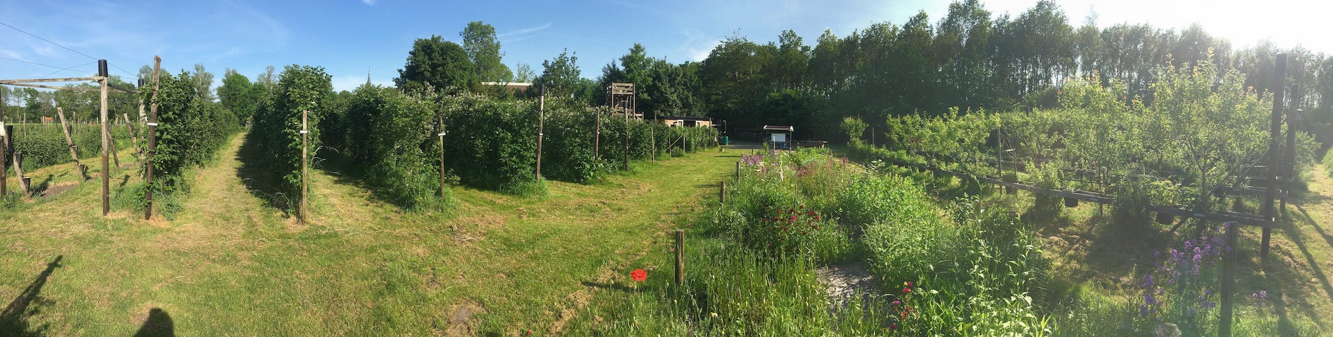 Fruithof de Struikrover