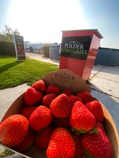 polder koninkjes